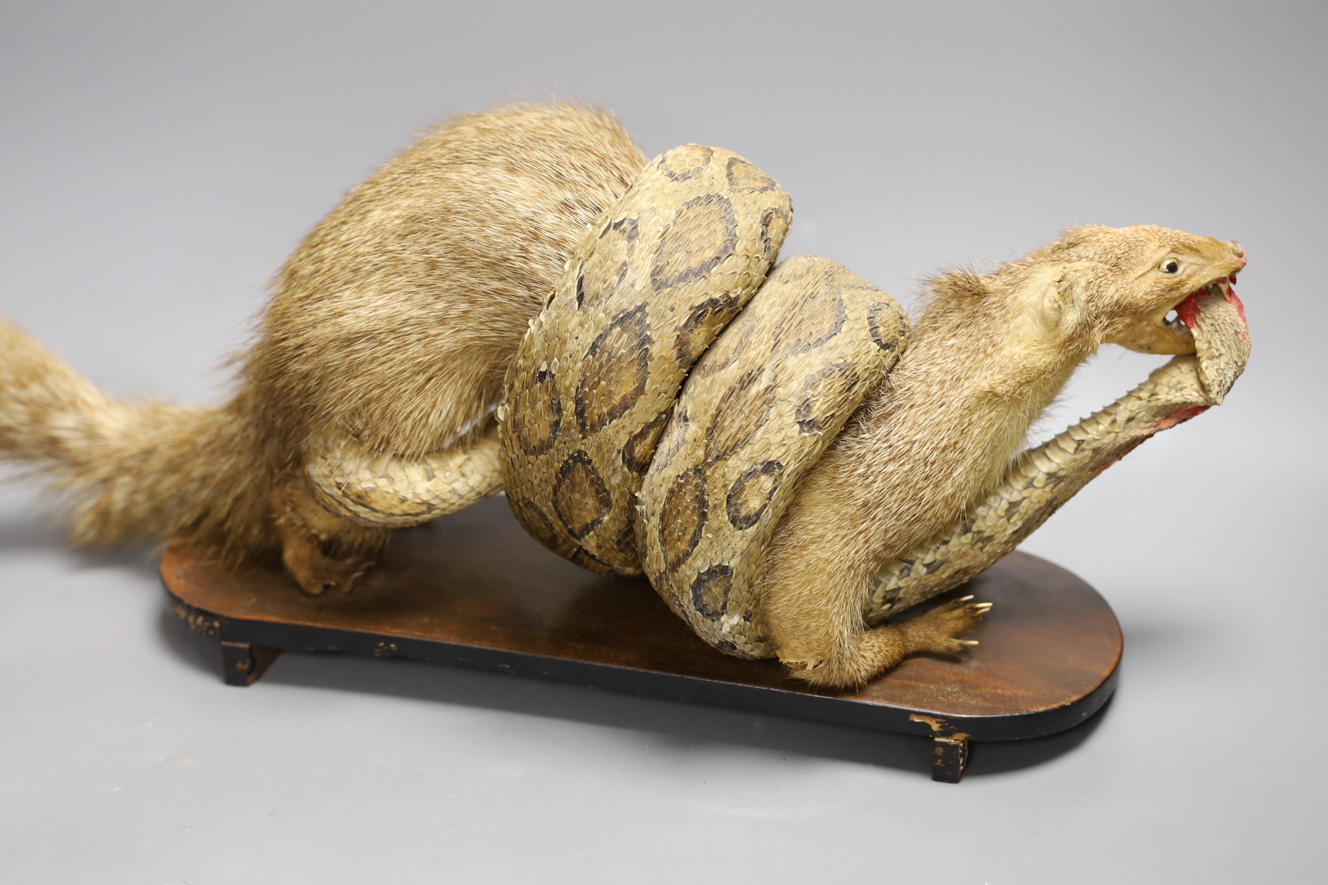 A taxidermic mongoose and cobra, 53cms wide